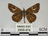 中文名:黃紋褐挵蝶(2909-474)學名:Polytremis lubricans kuyaniana (Matsumura, 1919)(2909-474)