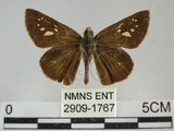 中文名:黃紋褐挵蝶(2909-1767)學名:Polytremis lubricans kuyaniana (Matsumura, 1919)(2909-1767)