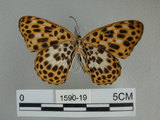 中文名:豹紋蝶(白裳貓蛺蝶)(1590-19)學名:Timelaea albescens formosana Fruhstorfer, 1908(1590-19)