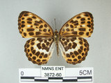 中文名:豹紋蝶(白裳貓蛺蝶)(3872-60)學名:Timelaea albescens formosana Fruhstorfer, 1908(3872-60)