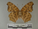 中文名:黃蛺蝶 (1282-17169)學名:Polygonia c-aureum lunulata Esaki & Nakahara, 1924 (1282-17169)