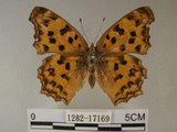 中文名:黃蛺蝶 (1282-17169)學名:Polygonia c-aureum lunulata Esaki & Nakahara, 1924 (1282-17169)