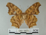 中文名:黃蛺蝶(1282-18275)學名:Polygonia c-aureum lunulata Esaki & Nakahara, 1924(1282-18275)