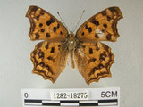 中文名:黃蛺蝶(1282-18275)學名:Polygonia c-aureum lunulata Esaki & Nakahara, 1924(1282-18275)