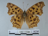 中文名:黃蛺蝶(1282-17206)學名:Polygonia c-aureum lunulata Esaki & Nakahara, 1924(1282-17206)