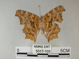 中文名:黃蛺蝶(5017-105)學名:Polygonia c-aureum lunulata Esaki & Nakahara, 1924(5017-105)