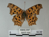 中文名:黃蛺蝶(5017-105)學名:Polygonia c-aureum lunulata Esaki & Nakahara, 1924(5017-105)