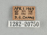 中文名:紅邊黃小灰蝶(1282-20750)
