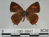 中文名:紅邊黃小灰蝶(1282-20947)學名:Heliophorus ila matsumurae (Fruhstorfer, 1908)(1282-20947)