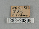 中文名:紅邊黃小灰蝶(1282-20895)