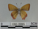 中文名:紅邊黃小灰蝶(1282-20905)學名:Heliophorus ila matsumurae (Fruhstorfer, 1908)(1282-20905)