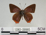 中文名:紅邊黃小灰蝶(1282-20905)學名:Heliophorus ila matsumurae (Fruhstorfer, 1908)(1282-20905)