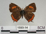 中文名:紅邊黃小灰蝶(1593-14)學名:Heliophorus ila matsumurae (Fruhstorfer, 1908)(1593-14)