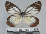 中文名:紅紋粉蝶(白豔粉蝶) (1282-17253)學名:Delias hyparete luzonensis C. Felder & R. Felder, 1862 (1282-17253)