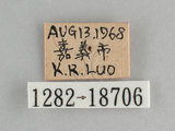 中文名:銀紋淡黃蝶(淡黃蝶、遷粉蝶)(1282-18706)