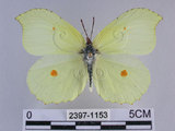 中文名:小紅點粉蝶(2397-1153)學名:Gonepteryx taiwana Paravicini, 1913(2397-1153)