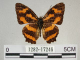 中文名:姬黃三線蝶(花豹盛蛺蝶)(1282-17246)學名:Symbrenthia hypselis scatinia Fruhstorfer, 1908 (1282-17246)