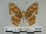 中文名:姬黃三線蝶(花豹盛蛺蝶)(1282-17313)學名:Symbrenthia hypselis scatinia Fruhstorfer, 1908(1282-17313)