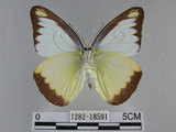 中文名:台灣粉蝶(異色尖粉蝶)(1282-18591)學名:Appias lyncida formosana (Wallace, 1866) (1282-18591)