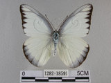 中文名:台灣粉蝶(異色尖粉蝶)(1282-18591)學名:Appias lyncida formosana (Wallace, 1866) (1282-18591)