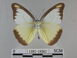 中文名:台灣粉蝶(異色尖粉蝶)(1282-18363)學名:Appias lyncida formosana (Wallace, 1866)(1282-18363)