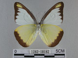 中文名:台灣粉蝶(異色尖粉蝶)(1282-18182)學名:Appias lyncida formosana (Wallace, 1866)(1282-18182)