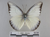 中文名:台灣粉蝶(異色尖粉蝶)(1282-18349)學名:Appias lyncida formosana (Wallace, 1866)(1282-18349)