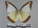 中文名:台灣粉蝶(異色尖粉蝶)(1282-18420)學名:Appias lyncida formosana (Wallace, 1866)(1282-18420)