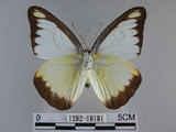 中文名:台灣粉蝶(異色尖粉蝶)(1282-18181)學名:Appias lyncida formosana (Wallace, 1866)(1282-18181)