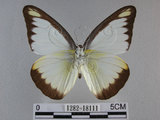 中文名:台灣粉蝶(異色尖粉蝶)(1282-18111)學名:Appias lyncida formosana (Wallace, 1866)(1282-18111)