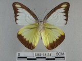 中文名:台灣粉蝶(異色尖粉蝶)(1282-18151)學名:Appias lyncida formosana (Wallace, 1866)(1282-18151)