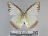 中文名:台灣粉蝶(異色尖粉蝶)(1282-18201)學名:Appias lyncida formosana (Wallace, 1866)(1282-18201)