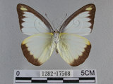 中文名:台灣粉蝶(異色尖粉蝶)(1282-17508)學名:Appias lyncida formosana (Wallace, 1866)(1282-17508)