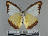 中文名:台灣粉蝶(異色尖粉蝶)(1282-18228)學名:Appias lyncida formosana (Wallace, 1866)(1282-18228)