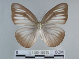 中文名:台灣粉蝶(異色尖粉蝶)(1282-18215)學名:Appias lyncida formosana (Wallace, 1866)(1282-18215)