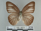 中文名:台灣粉蝶(異色尖粉蝶)(1282-18215)學名:Appias lyncida formosana (Wallace, 1866)(1282-18215)