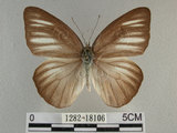 中文名:台灣粉蝶(異色尖粉蝶)(1282-18106)學名:Appias lyncida formosana (Wallace, 1866)(1282-18106)