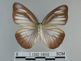 中文名:台灣粉蝶(異色尖粉蝶)(1282-18042)學名:Appias lyncida formosana (Wallace, 1866)(1282-18042)