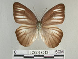 中文名:台灣粉蝶(異色尖粉蝶)(1282-18042)學名:Appias lyncida formosana (Wallace, 1866)(1282-18042)