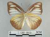 中文名:台灣粉蝶(異色尖粉蝶)(1282-18152)學名:Appias lyncida formosana (Wallace, 1866)(1282-18152)