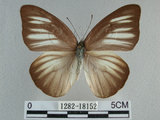 中文名:台灣粉蝶(異色尖粉蝶)(1282-18152)學名:Appias lyncida formosana (Wallace, 1866)(1282-18152)