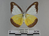 中文名:台灣粉蝶(異色尖粉蝶)(2909-174)學名:Appias lyncida formosana (Wallace, 1866)(2909-174)