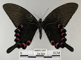 中文名:烏鴉鳳蝶 (64-524)學名:Papilio bianor thrasymedes Fruhstorfer, 1909 (64-524)