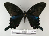 中文名:烏鴉鳳蝶 (64-524)學名:Papilio bianor thrasymedes Fruhstorfer, 1909 (64-524)