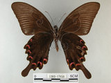 中文名:烏鴉鳳蝶(1282-17456)學名:Papilio bianor thrasymedes Fruhstorfer, 1909(1282-17456)