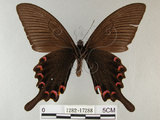 中文名:烏鴉鳳蝶(1282-17288)學名:Papilio bianor thrasymedes Fruhstorfer, 1909(1282-17288)