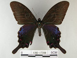 中文名:烏鴉鳳蝶(1282-17288)學名:Papilio bianor thrasymedes Fruhstorfer, 1909(1282-17288)