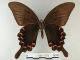 中文名:烏鴉鳳蝶(1282-17573)學名:Papilio bianor thrasymedes Fruhstorfer, 1909(1282-17573)