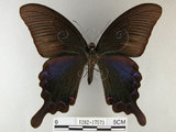 中文名:烏鴉鳳蝶(1282-17573)學名:Papilio bianor thrasymedes Fruhstorfer, 1909(1282-17573)