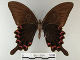 中文名:烏鴉鳳蝶(1282-17398)學名:Papilio bianor thrasymedes Fruhstorfer, 1909(1282-17398)